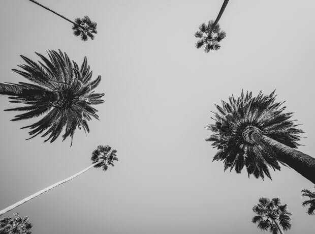 B&W-Palm-Trees